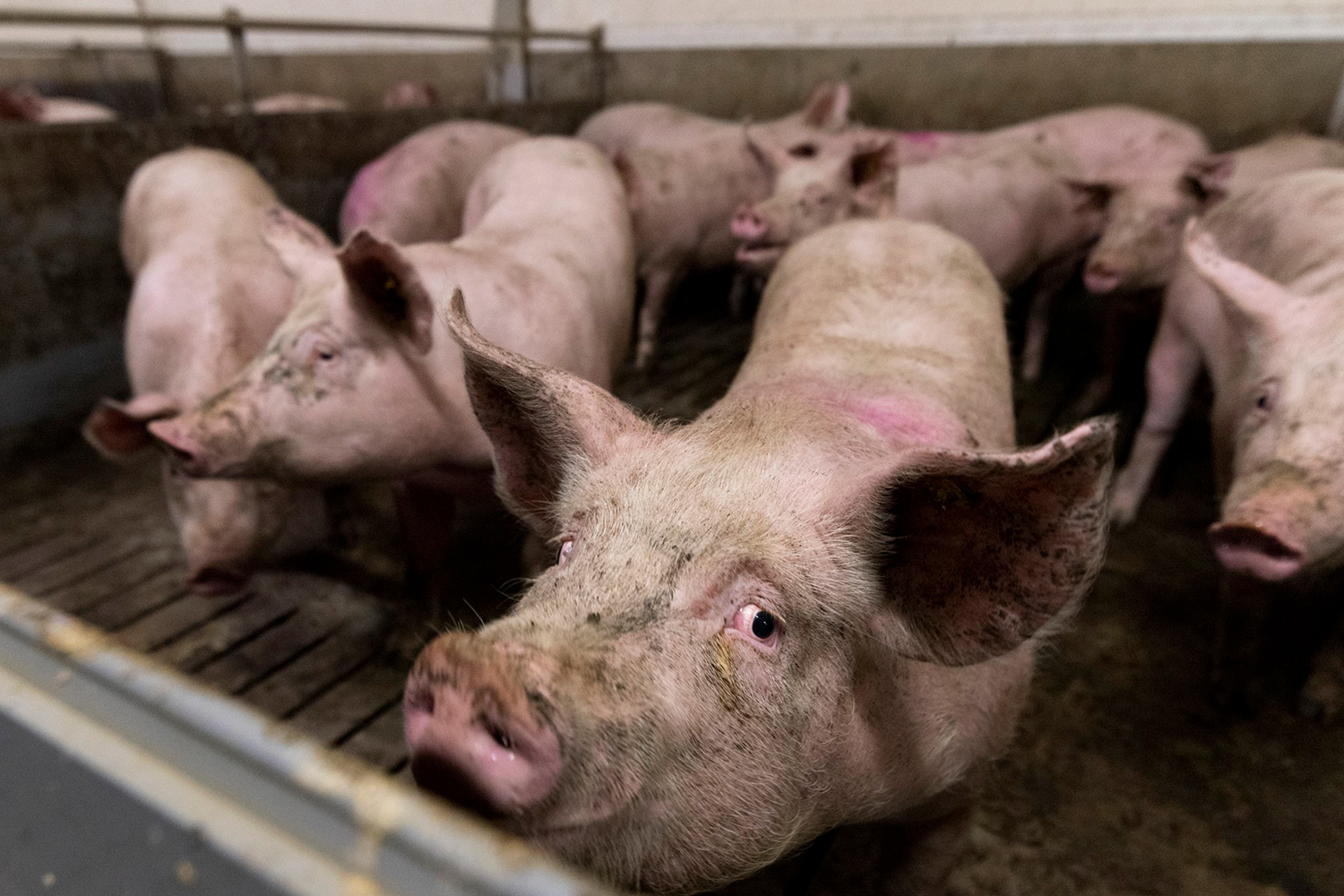 Intensieve veehouderij heeft de boeren zelf weinig opgeleverd